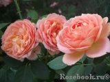 Lady of Shalott Lady of Shalott