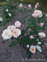 English Garden®