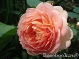Lady of Shalott Lady of Shalott