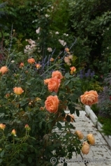 Lady of Shalott Lady of Shalott