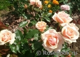 Sweet Honey ® Sweet Honey ®
