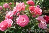 Tickled Pink Tickled Pink