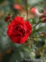 Red Intuition Red Intuition