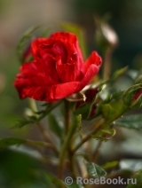Red Intuition Red Intuition