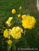 Friesia Friesia