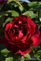 Darcey Bussell Darcey Bussell