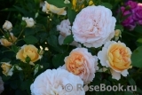 Sangerhauser Jubilaumsrose Sangerhauser Jubilaumsrose
