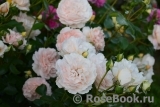 Sangerhauser Jubilaumsrose Sangerhauser Jubilaumsrose