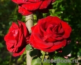 Red Star Red Star
