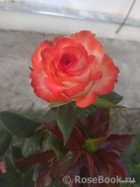 Blush Blush