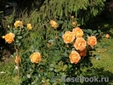 Lady of Shalott Lady of Shalott