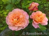 Augusta Luise Augusta Luise