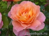 Augusta Luise Augusta Luise