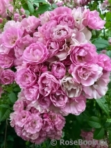 Apple Blossom Apple Blossom