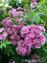Apple Blossom Apple Blossom