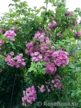 Apple Blossom Apple Blossom