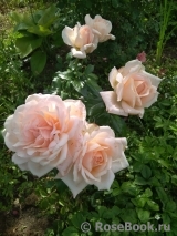 Chandos Beauty Chandos Beauty