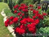 Roter Korsar Roter Korsar