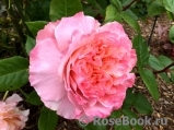 Augusta Luise Augusta Luise
