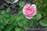 The Alnwick Rose The Alnwick Rose