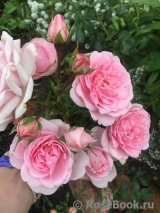 Home & Garden Home & Garden