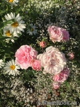 Home & Garden Home & Garden
