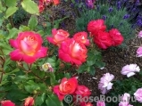 Midsummer Midsummer