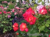 Midsummer Midsummer