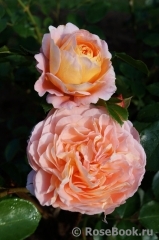 Sangerhauser Jubilaumsrose Sangerhauser Jubilaumsrose