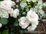 Aspirin Rose Aspirin Rose