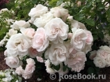 Aspirin Rose Aspirin Rose