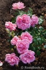 Home & Garden Home & Garden
