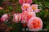 Augusta Luise Augusta Luise
