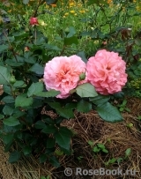 Augusta Luise Augusta Luise