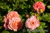 Augusta Luise Augusta Luise