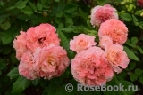 Augusta Luise Augusta Luise