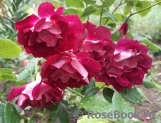 Burgundy Ice Burgundy Ice