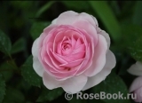 Olivia Rose Austin Olivia Rose Austin