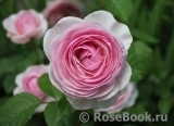 Olivia Rose Austin Olivia Rose Austin