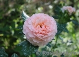 Augusta Luise Augusta Luise