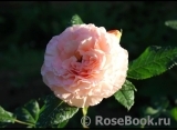 Augusta Luise Augusta Luise