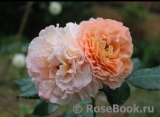 Augusta Luise Augusta Luise