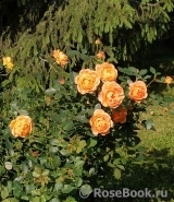 Lady of Shalott Lady of Shalott