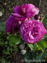 Kaffe Fassett Rose Kaffe Fassett Rose