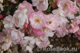 Fleurette ® Fleurette ®