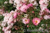 Fleurette ® Fleurette ®