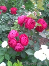 Ascot Ascot