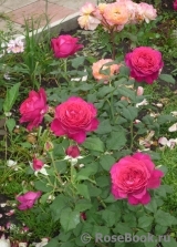 Johann Wolfgang von Goethe Rose® Johann Wolfgang von Goethe Rose®