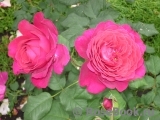 Johann Wolfgang von Goethe Rose® Johann Wolfgang von Goethe Rose®