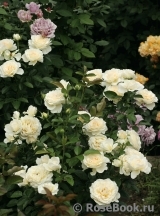 Cream Abundance Cream Abundance